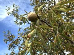(Red Buckeye) (Red Buckeye)