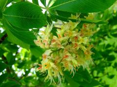 (Ohio Buckeye) flowers (Ohio Buckeye) flowers
