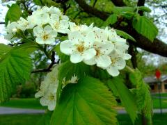 (Downy Hawthorn) plant (Downy Hawthorn) plant
