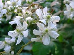 (Common Blackberry) (Common Blackberry)