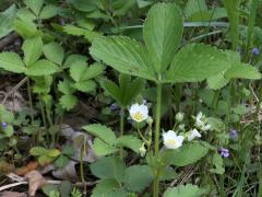 (Wild Strawberry) (Wild Strawberry)