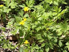 (Hispid Buttercup) (Hispid Buttercup)