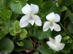 (Pale Violet) (Pale Violet)