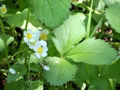 (Wild Strawberry) (Wild Strawberry)