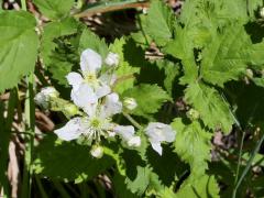(Common Blackberry) (Common Blackberry)