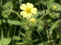 (Sulfur Cinquefoil) (Sulfur Cinquefoil)