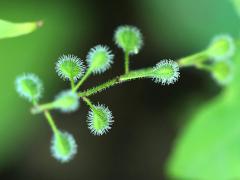 (Broadleaf Enchanter's Nightshade) fruit (Broadleaf Enchanter's Nightshade) fruit