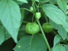 (Long-leaved Groundcherry) fruit (Long-leaved Groundcherry) fruit