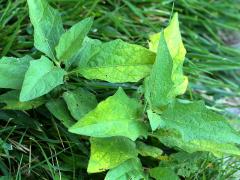 (Horse Nettle) (Horse Nettle)