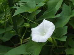 (Hedge Bindweed) (Hedge Bindweed)
