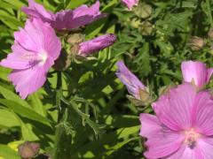 (Hollyhock Mallow) (Hollyhock Mallow)