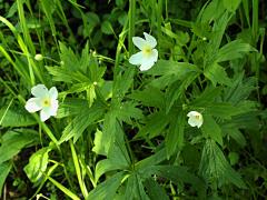(Canada Anemone) (Canada Anemone)