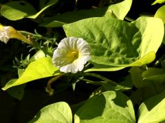 (Petunia) flower (Petunia) flower