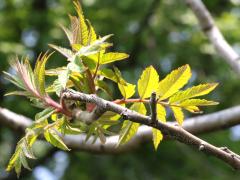 (Staghorn Sumac) branch (Staghorn Sumac) branch