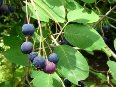 (Juneberry) fruit (Juneberry) fruit