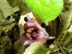 (Reflexed Wild Ginger) flower (Reflexed Wild Ginger) flower