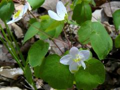 (Rue Anemone) (Rue Anemone)