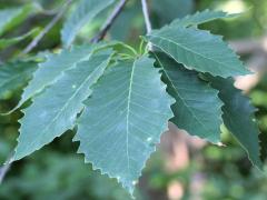 (Chinquapin Oak)