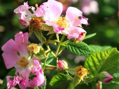 (Illinois Rose) (Illinois Rose)