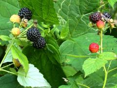 (Black Raspberry) fruit (Black Raspberry) fruit