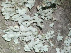 () (Parmelioideae Shield Lichen) on Serviceberry