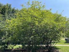 (Serviceberry) shrub (Serviceberry) shrub