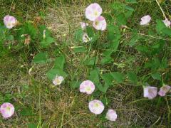 (Field Bindweed) (Field Bindweed)