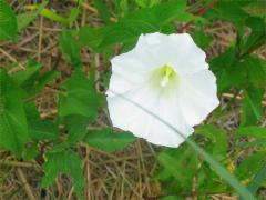(Hedge Bindweed) (Hedge Bindweed)