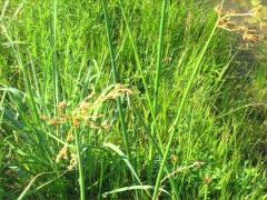 (Soft-stemmed Bulrush)