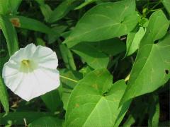 (Hedge Bindweed) (Hedge Bindweed)