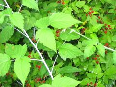(Black Raspberry) fruit (Black Raspberry) fruit