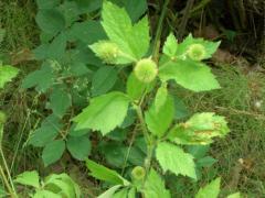 (Rough Avens) (Rough Avens)
