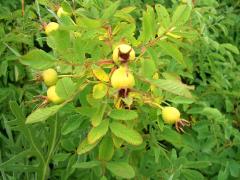 (Early Wild Rose) fruit (Early Wild Rose) fruit
