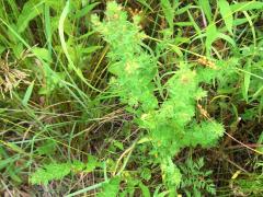 (Winged Loosestrife) (Winged Loosestrife)