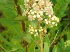(White Meadowsweet) (White Meadowsweet)