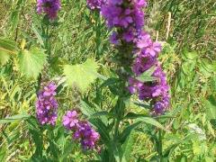 (Purple Loosestrife) (Purple Loosestrife)