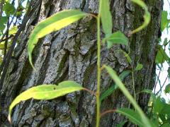 (Peach-leaved Willow) bark (Peach-leaved Willow) bark