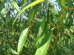 (Peach-leaved Willow) leaves (Peach-leaved Willow) leaves