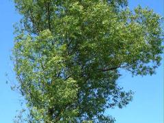 (Peach-leaved Willow) plant (Peach-leaved Willow) plant