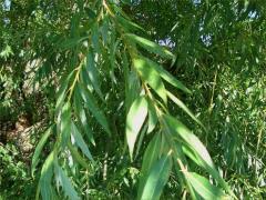 (Weeping Willow) leaves (Weeping Willow) leaves