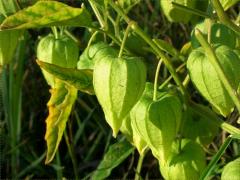 (Long-leaved Groundcherry) (Long-leaved Groundcherry)