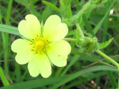 (Sulfur Cinquefoil) (Sulfur Cinquefoil)