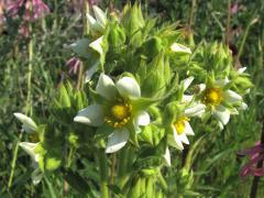 (Prairie Cinquefoil) (Prairie Cinquefoil)