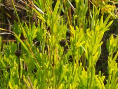 (Prairie Coreopsis)