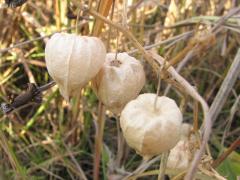 (Long-leaved Groundcherry) fruit (Long-leaved Groundcherry) fruit