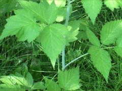 (Black Raspberry) (Black Raspberry)