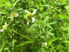 (White Avens) (White Avens)
