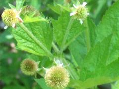 (Rough Avens) (Rough Avens)