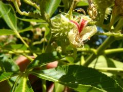 (Ohio Buckeye) flower (Ohio Buckeye) flower