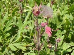 (Prairie Smoke) plant (Prairie Smoke) plant